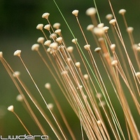 Capim%20natura2%20liwidera%20para%20fc